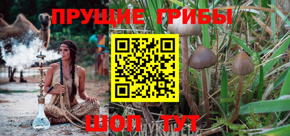 Галлюциногенные грибы Psilocybine cubensis  Вход с VPN  Грязи 